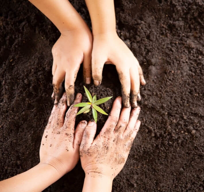 child hands holding and caring a small green plant